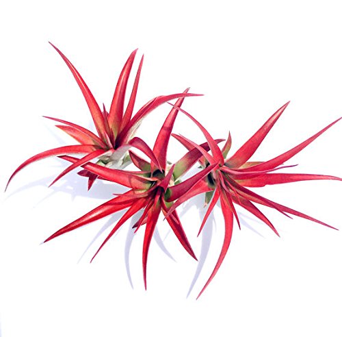 5 Pack Red Abdita Tillandsia Air Plants - Medium Air Plant Variety Pack - 30 Day Guarantee - Fast Shipping - House Plants - Succulents - Free Air Plant Care Ebook By Jody James