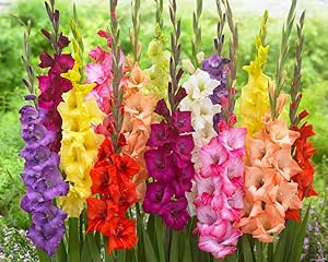 4 Gladiolus Bulbs, Mixed Colors - Sword Lily, Easy to Grow Perennial