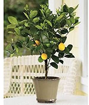 Dwarf Meyer Lemon Tree - Potted