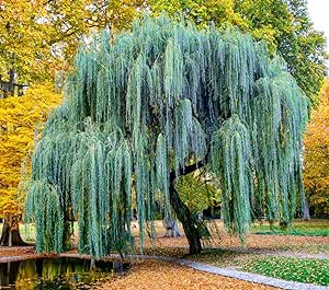 Weeping Willow Tree Cuttings to Plant - Fast Growing Trees - Beautiful Arching Canopy - Popular asBonsai (32 Weeping Willows)