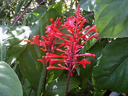 RED Firespike Live Semi-Tropical Plant Winter Bloomer Florida Native Hummingbird Butterfly Garden Starter Size 4 Inch Pot Emeralds TM