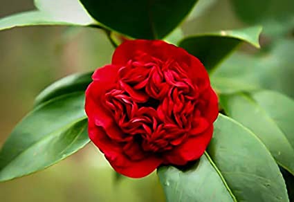 (1 Gallon) Camellia Professor Sargent, Dazzling Scarlet Red, Double Blooms from Nov-May