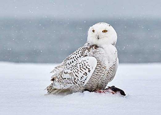 Home Comforts Snow Owl On Snow Covered Field Vivid Imagery Laminated Poster Print 24 x 36