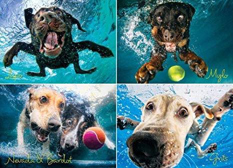 Underwater Dogs: Splash 1000 Piece Puzzle Jigsaw Puzzle 27 x 19in