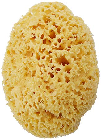 Skinapeel - Natural Honeycomb Honey Comb Hippospongia Communis Sea Sponge Natural Or Bleached Yellow (All Sizes Available) (6.5"-7.0"-BLEACHED)