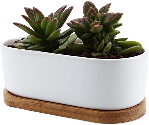 T4U 6.5 Inch Ceramic White Modern Oval Design Succulent Planter Pot/Cactus Plant Pot with Bamboo Tray