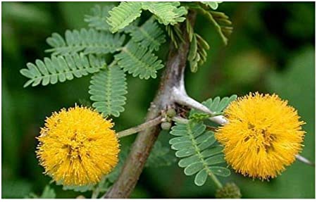 Acacia farnesiana - sweet Acacia - 50 seeds