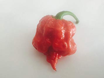 Carolina Reaper Chili Peppers Whole Fresh and Organic World's Hottest Chili Pepper 5  1 Free