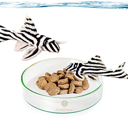 Tough Borosilicate Glass Feeding Dish - Never Run Out of Food for Shrimps - Prevent Food Spilling- Heavy-Duty, Transparent Basin - for Shrimp Food or fish's Tubifex Worms