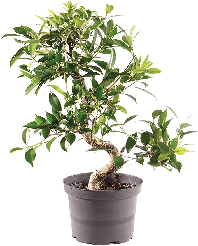 Brussel's Bonsai Live Golden Gate Ficus Indoor Bonsai Tree-7 Years Old 8" to 10" Tall with Plastic Grower Pot, Medium,