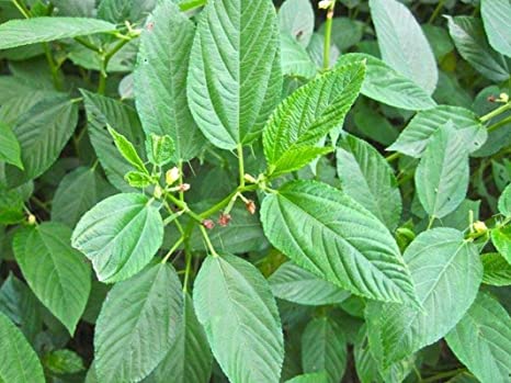 Molokhia Egyptian Spinach Seeds (20 Seed Pack) - USA Seller
