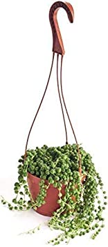 Shop Succulents | String of Pearls Succulent in 6" Grow Pot | Hand Selected for Health, Size & Readiness,