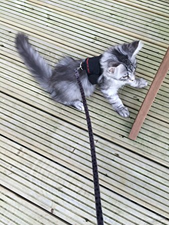Mynwood Cat Jacket/Harness Black Kitten up to 8month
