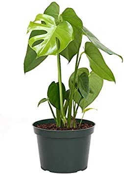 AMERICAN PLANT EXCHANGE Philodendron Monstera Deliciosa Split Leaf Easy Care Live Plant, 6" Pot, Trendy Indoor Air Purifier