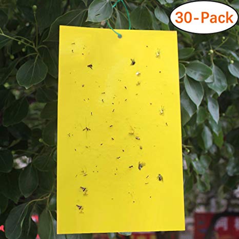 Trapro 30-Pack Yellow Sticky Fly Insect Traps for Fungus Gnats, Aphids, White flies, Leaf miners, Thrips, other Flying Plant Insects - 6x8 Inches, Twist Ties Included