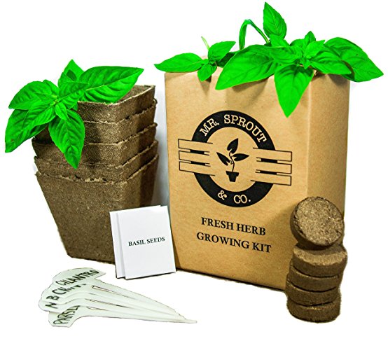 Mr. Sprout Organic Herb Kit: Seed Starter Kit - Easily Grow 5 Herbs with this Indoor Herb Garden Kit (Basil, Parsley, Cilantro, Mint, Chives) - Herb Growing Kit is Great for Families & Gifts