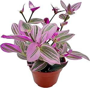 Rare Tradescantia Nanouk - Colorful Pink Plant, Wandering Jew Live Plant - Indoor Plants Live Houseplants, House Plants Indoors Live