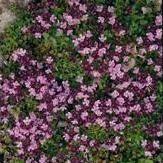 Herb Seeds - Thyme Purple Creeping - 3000 Seeds