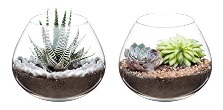 Mkono Air Plant Terrarium Clear Glass Planter Tabletop Display Vase Pot Indoor Decor for Succulent, Cactus, Candle, 5-Inch, Set of 2