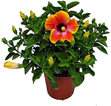 Hibiscus Bush - Fiesta Flower - 3 Gallon Pot - Overall Height 16" to 22" - Tropical Plants of Florida