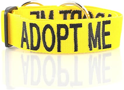 ADOPT ME Yellow Color Coded L-XXL Semi-Choke Dog Collar (Needs A Home) Donate To Your Local Charity