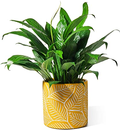 Potey Cement Planter Flower Pot - 6.1" Vintage Indoor Plants Containers Unglazed Medium Bonsai with Drain Hole - Yellow, Leaves Embossment