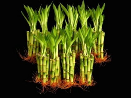 100 Pieces of 6 Inches Straight Lucky Bamboo