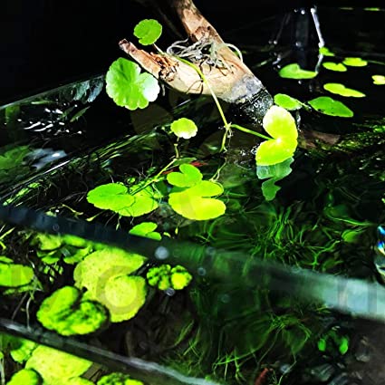 Mainam Hydrocotyle Leucocephala Potted (Brazillian Pennywort) Freshwater Live Aquarium Plants Decoration