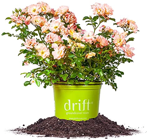 Peach Drift Rose - Size: 1 Gallon, Live Plant, Includes Special Blend Plant Food & Planting Guide