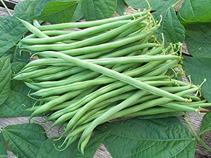 100 Seeds Landreth String-less Bush Bean, Organically Grown Heirloom Bean. Great Flavor !