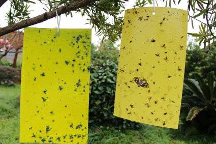 G2PLUS® 15x20cm Yellow Dual Sticky Fly Traps for Aphid Insects White Flies, Aphids, Fungus Gnats,Leaf Miners 10 PCS