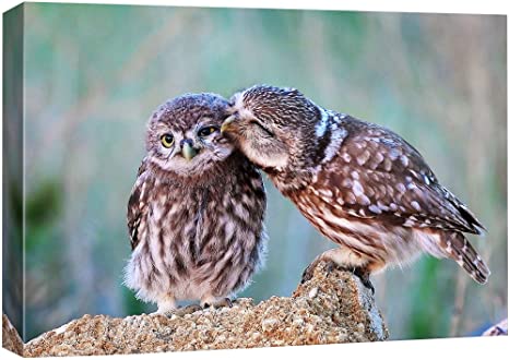 SIGNFORD Canvas Print Wall Art Two Owls on Tree Animals Wilderness Photography Realism Contemporary Closeup Relax/Calm Multicolor Ultra for Living Room, Bedroom, Office - 16x24