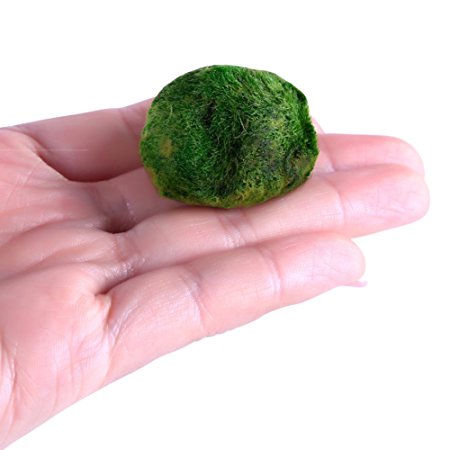 Marimo Moss Balls,Patgoal Live Marimo Plants Natural Toys for Fish Aquarium Plant