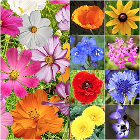 Package of 3,000 Seeds, Annual Wildflower Mixture (21 Species) Open Pollinated Seeds By Seed Needs