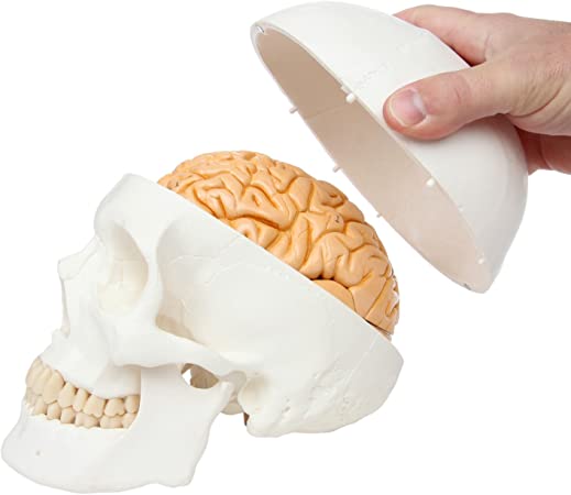 Axis Scientific 3-Part Human Skull Model with Removable 8-Part Brain | Life Size Plastic Skull is Molded from a Real Human Skull | Includes Detailed Product Manual | 3 Year Warranty