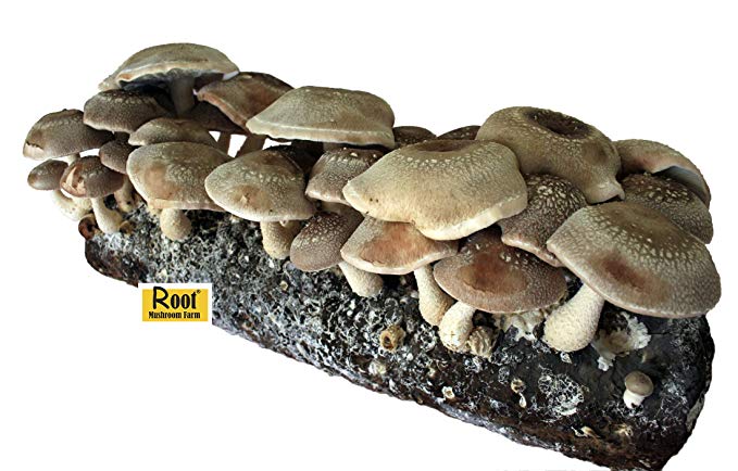 Root Mushroom Farm- Shiitake Mushroom Growing Kit-Starting Right Away-New Launched