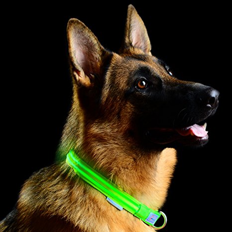Premium LED Dog Collar with Quick Release Metal Buckle, USB Rechargeable, Available in 7 Colors & 4 Sizes