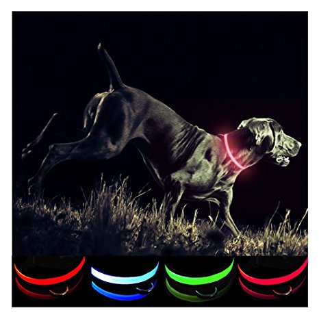 Petabunga Premium LED Dog Collar, USB Rechargeable & Superior Durability to Increase Dog Visibility & Safety, Glows at Night, Because Your Dog is Worth It