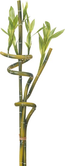 Transpac Set of Three Lucky Bamboo Stem, 24"