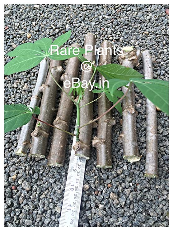 2 Tapioca, Manihot Esculenta Or Cassava (5 inch) Stem Cuttings for Growing