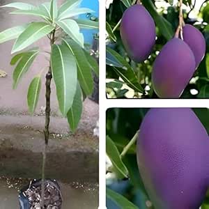 Purple Original Miyazaki Mango Plant Miyazaki Mango Plant Original Rare Grafted Live Fruit Plant Type-Taiyo No Tamago Eggs Of Sun All India Weather Suitable