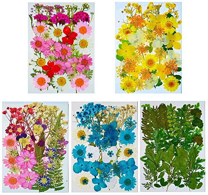 166 pcs LoveDiyLife Real Dried Pressed Flowers Mixed Natural Assorted Colorful Daisy for DIY Resin Jewelry Art Floral Decors (Color 4)