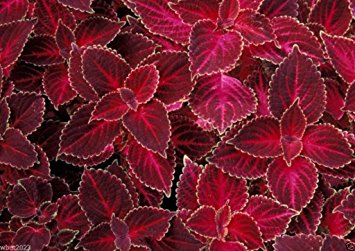 30 Seeds Coleus Seeds - Velvet Red, Very Showy, Easy to Grow, Shade Loving Plant!