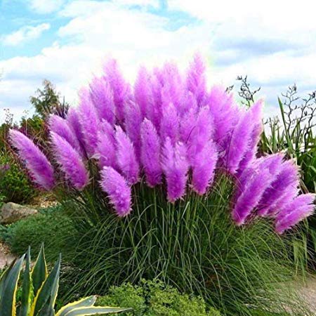 Bornbayb 1000 Pcs Pampas Grass Seed Flowers Grass Seeds for Gareden Plating( Blue,Pink,Purple,White,Yellow)