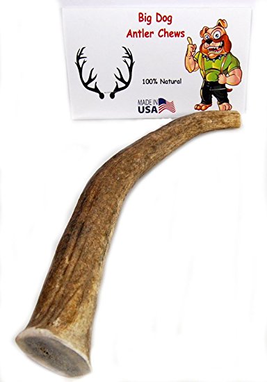 One Grade A Premium Elk Antler Dog Chew, Extra Large Tine, 8 inches or Longer, XXL, Natural Healthy Long-Lasting Treat