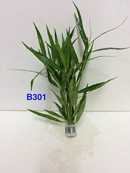 Hygrophila salicifolia narrow leaf - Bundle Plant B301- Live Aquatic plant - Buy 2 Get 1 FREE by Jayco