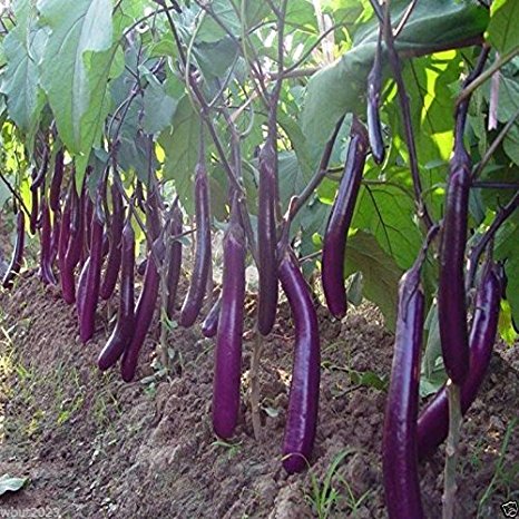 Eggplant, Organic, Purple Long Eggplant, Italian Heirloom~ 500 Vegetable Seeds !