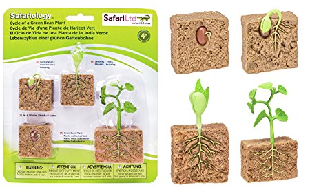 Safari Ltd  Life Cycle of a Green Bean Plant