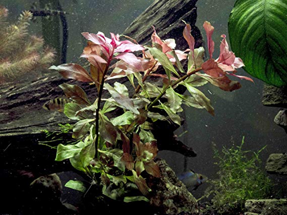 Aquatic Arts Stem Plant Combo - Beginner Live Aquarium Plants - Moneywort (Multiple Foot-Long Stems), Dark Red Ludwigia (Multiple 8-12 inch Stems), Green Cabomba (Multiple 8  inch Stems)