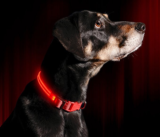 Illumiseen LED Dog Collar - USB Rechargeable - Available in 6 Colours & 6 Sizes - Makes Your Dog Visible, Safe & Seen - Red, Small (13 – 17”/33 – 45cm)